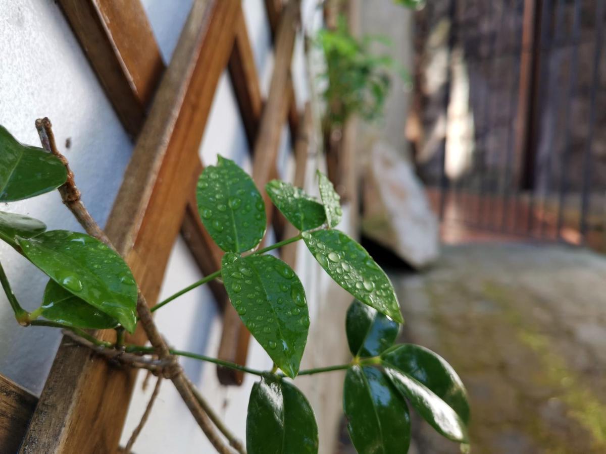 O Refugio - Espaco Natural, Amplo E Privado Angra do Heroísmo Exterior foto